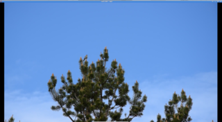 ffmpeg -i DSC_0716_bird.MOV out2.mkv (mov-to-mkv, 6 from6) - O'key