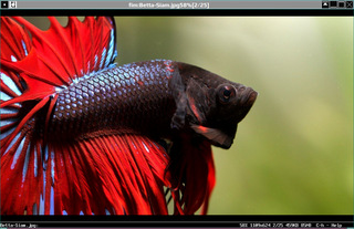 scriptable frame buffer, X.org and ascii art image viewer