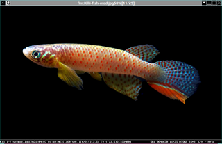 scriptable frame buffer, X.org and ascii art image viewer
