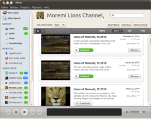 Miro showing Mioremi Lions channel
