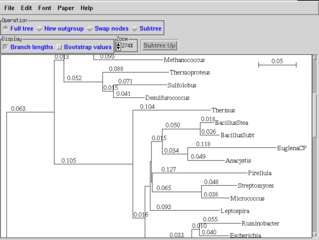 phylogenetic tree drawing program