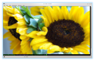 terminal image and video viewer