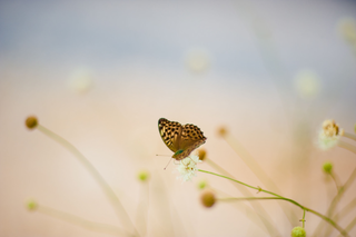 transitional dummy package for ubuntu-wallpapers-karmic