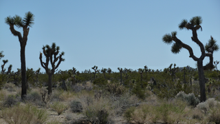 Joshua Tree National Park