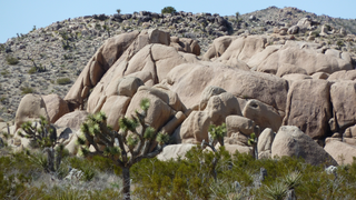 Joshua Tree National Park