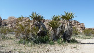 Joshua Tree National Park