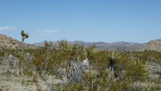 Joshua Tree National Park