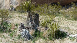 Joshua Tree National Park