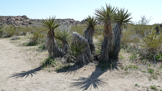 Joshua Tree National Park