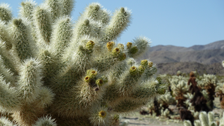 Joshua Tree National Park
