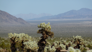 Joshua Tree National Park
