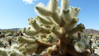 Joshua Tree National Park