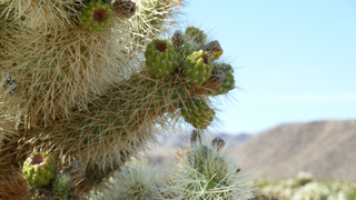 Joshua Tree National Park