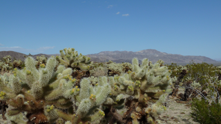 Joshua Tree National Park