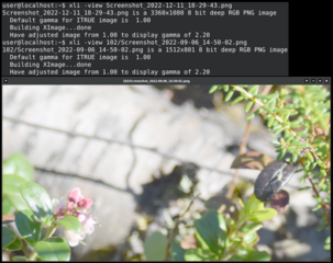 command line tool for viewing images in X11